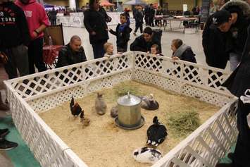 Southwestern Ontario Pet Expo at the John D. Bradley Convention Centre in Chatham. March 11, 2017. (Photo by Natalia Vega)