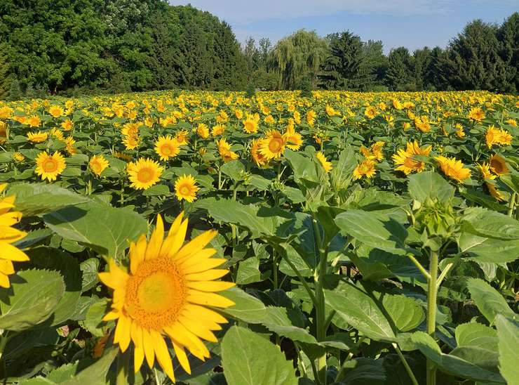 Sunflower field (Image courtesy of Gail Whitney)