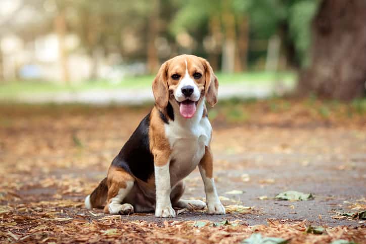 GBPH seeking owner of dog in biting incident