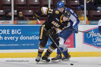 Adam Ruzicka battles for for a loose puck against Sudbury (Photo by Metcalfe Photography)