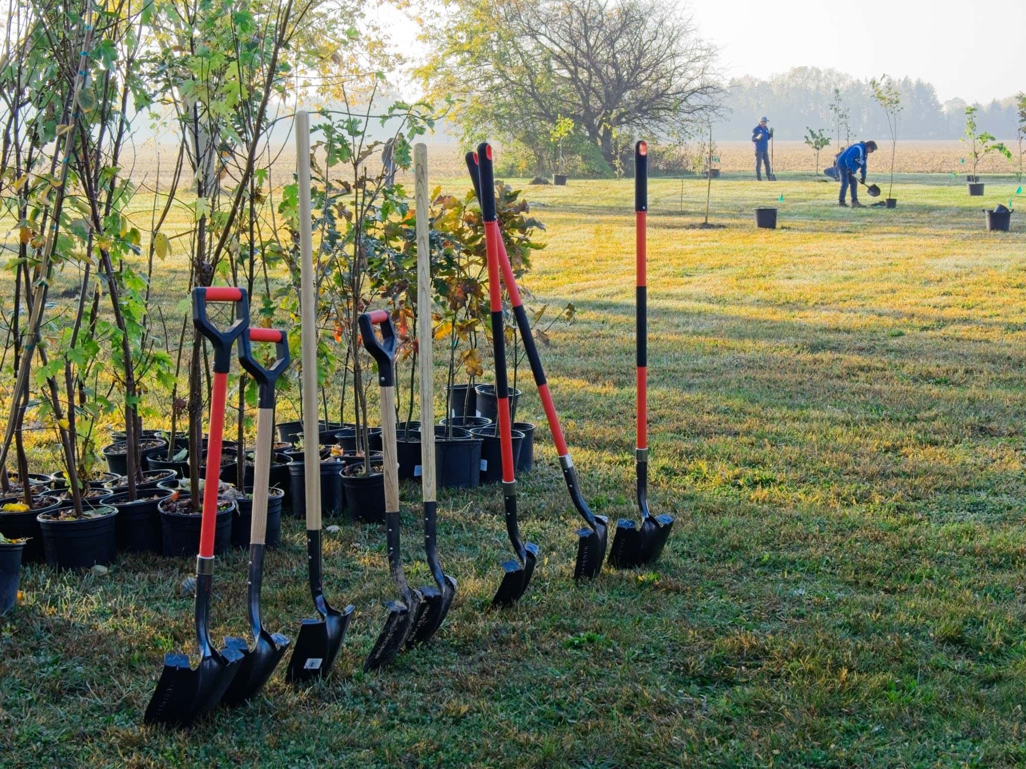 Greener Future initiative sees over 200 trees planted in Wallaceburg