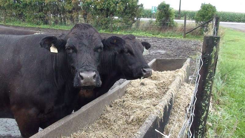 Grass seeded for community pasture near Brigden