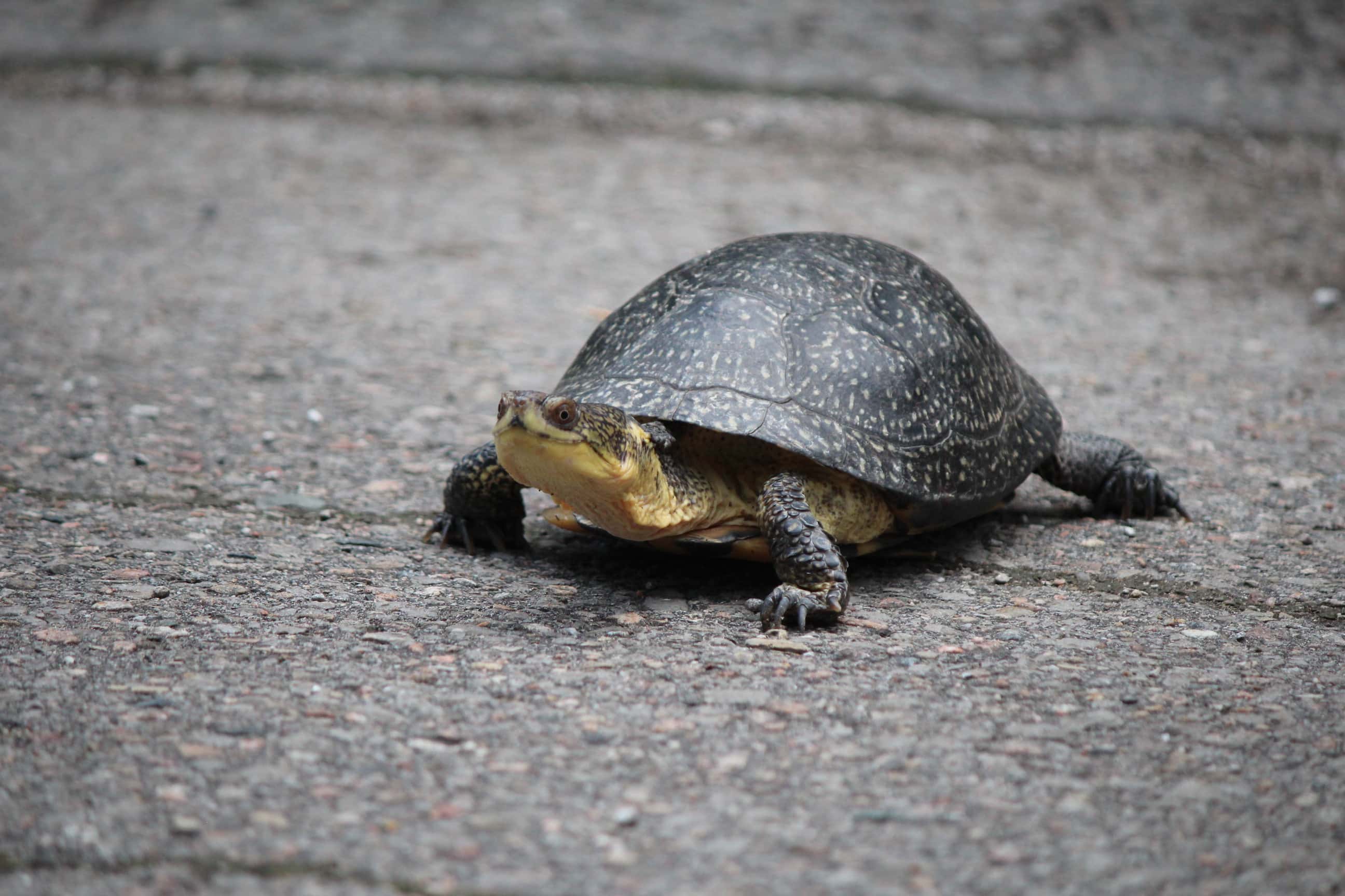 Annual ABCA Turtle Release to take place next month