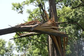 The aftermath of a storm in Kent Bridge has left trees twisted and debris scattered at Tina Pinto's house. (Photo by Michael Hugall) 