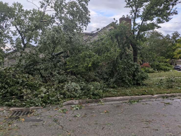 A downed tree on George Avenue in Windsor, September 3, 2026. Photo by Mark Brown/WindsorNewsToday.ca.