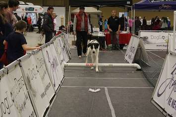 Southwestern Ontario Pet Expo at the John D. Bradley Convention Centre in Chatham. March 11, 2017. (Photo by Natalia Vega)