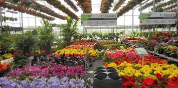 (Photo of the inside of the greenhouse at Capogna Flowers in Kingsville, via Facebook)