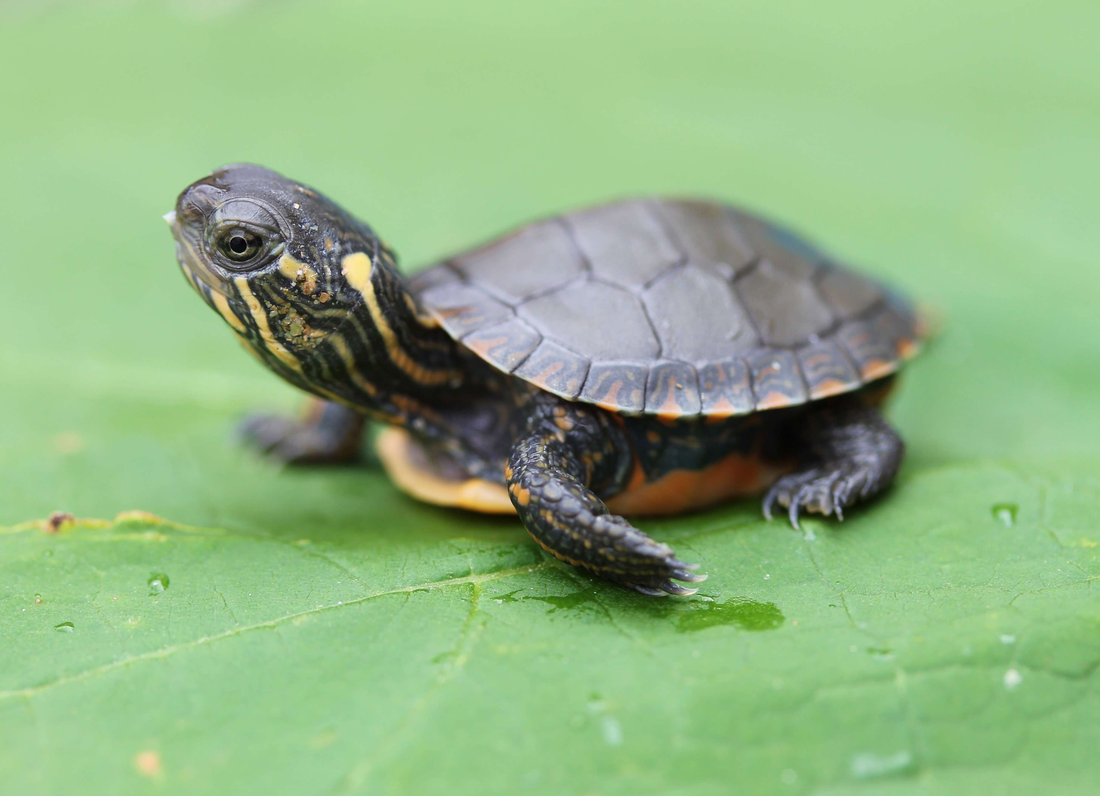 Conservation Authority shifts times for annual turtle release