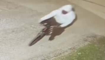 Security camera image of a suspect wanted in an arson fire in Windsor, June 20, 2026. Photo provided by Windsor police.
