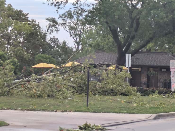 A downed tree on Riverside Drive East near Reaume Park in Windsor, September 3, 2026. Photo by Mark Brown/WindsorNewsToday.ca.