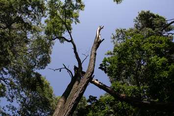 The aftermath of a storm in Kent Bridge has left trees twisted and debris scattered at Tina Pinto's house. (Photo by Michael Hugall) 