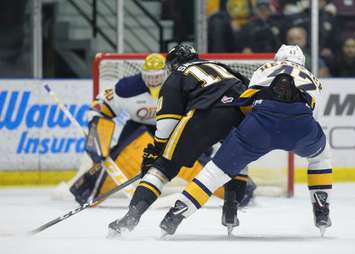 Anthony Salinitri of the Sting goes in on Otters goaltender Anand Oberoi. February 24, 2018. (Photo courtesy of Metcalfe photography)