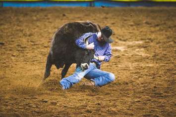 Foster wrestling a steer to the ground at the 48th International Finals Rodeo in Oklahoma City. January 2018. (Photo courtesy of Emily Gethke Photography)