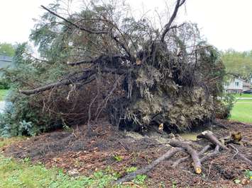 An uprooted tree in Sarnia following September 22, 2021 Storm Photo by Melanie Irwin
