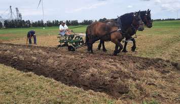 Horse plowing (Photo courtesy of the Chatham-Kent Plowmen's Association)