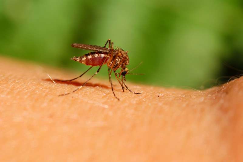 Mosquito larvaciding underway