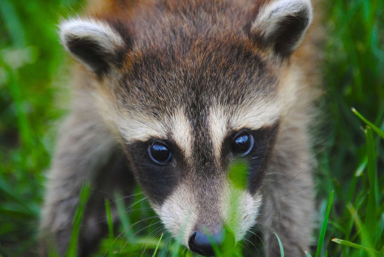 Health unit urges common sense after increase in animal injuries