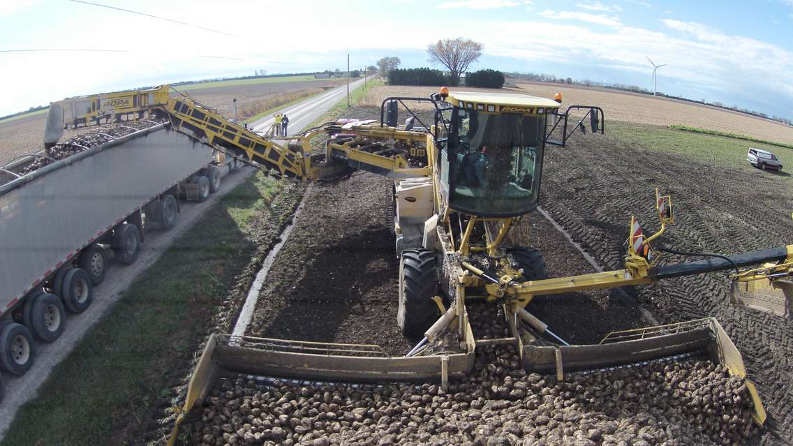 Sugar beet harvest. Image courtesy of the Ontario Sugar Beet Growers Association.