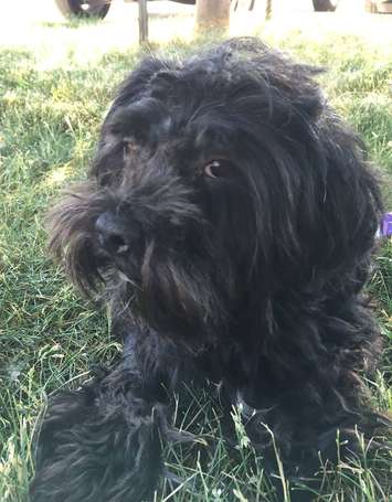 Max is a small breed, dark coloured dog with cherry eyes. Missing from the area of Broadway Blvd. and Matchette Rd. (Provided by the Windsor-Essex Humane Society) 