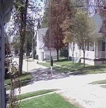 Chatham-Kent police are looking for this man in connection with an assault investigation in Wallaceburg. (Photo courtesy of Chatham-Kent police)
