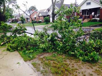 High winds topple a tree on Dawson Rd. in Windsor, knocking down power lines on June 27, 2015. (Photo by Adelle Loiselle)