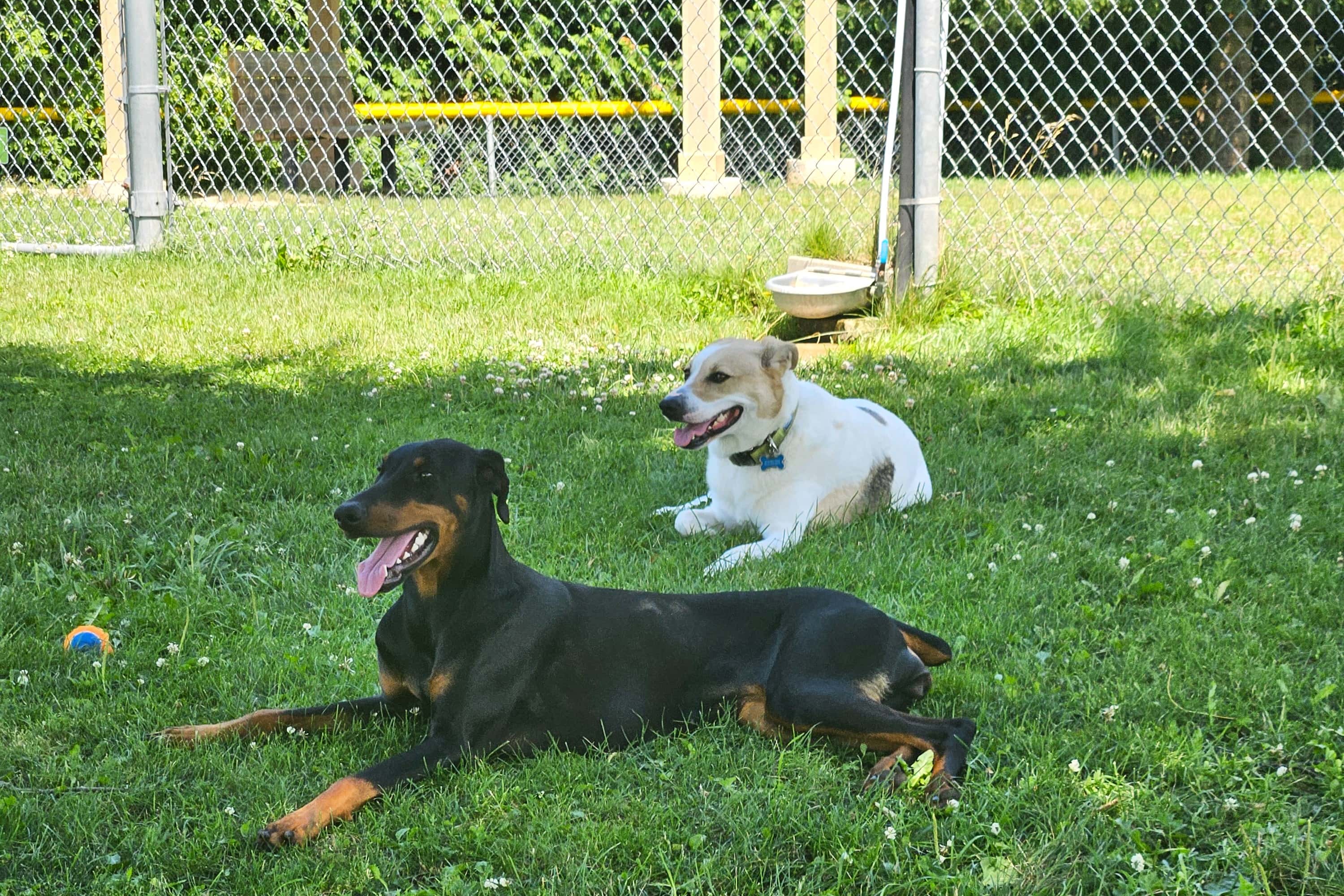 Walkerton dog park on the move again