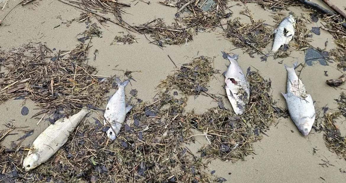 Saugeen Ojibway Nation calls Bruce Power fish livestream misleading