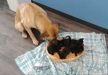 A dog who saved a litter of kittens from dying in the freezing cold in Chatham-Kent this month is getting a lot of love and attention. Nov 25, 2019. (Photo courtesy of Pet and Wildlife Rescue)