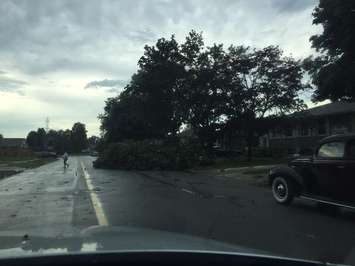 Tree down on Trudeau Dr. in Sarnia July 18, 2015. Photo courtesy of Bluewater Power via Twitter.