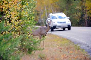 Photo of a deer near the road by Pascal-L-Marius/	iStock / Getty Images Plus