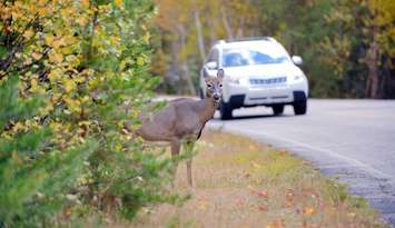 Photo of a deer near the road by Pascal-L-Marius/	iStock / Getty Images Plus