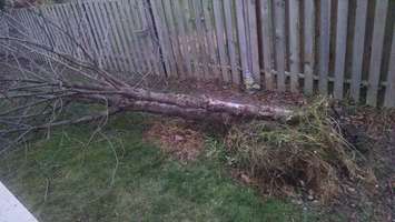 High winds uproot a tree in Windsor-Essex, November 24, 2014. (photo by Barb Lentsch)