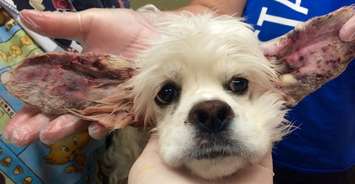 A photo of Deema.  (courtesy of the Windsor-Essex County Humane Society)