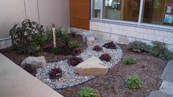 SODA's Garden of Life at Bluewater Health. Oct. 5, 2016 (photo by Jake Jeffrey)