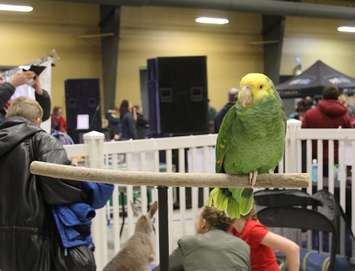 Southwestern Ontario Pet Expo at the John D. Bradley Convention Centre in Chatham. March 11, 2017. (Photo by Natalia Vega)