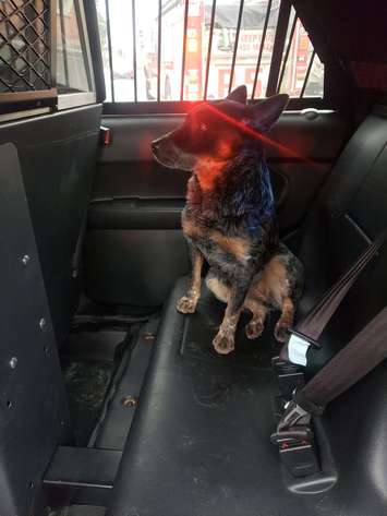 Bandit, a dog rescued by emergency crews, sits in the back of a police vehicle after being pulled from a pickup truck involved in a rollover crash, January 18, 2019. (Photo courtesy of the OPP via Twitter)