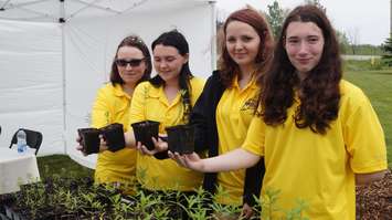 Alexander Mackenzie high school students help hand out milkweed plants that support habitats for Monarch butterfly breeding. June 12, 2015 (BlackburnNews.com Photo by Briana Carnegie)
