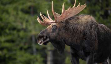 (Photo of a moose courtesy of Harry Collins / Royalty-free / iStock / Getty Images Plus)