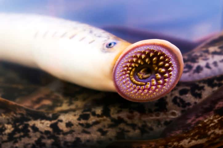 Sea Lamprey population down in Great Lakes except Lake Erie