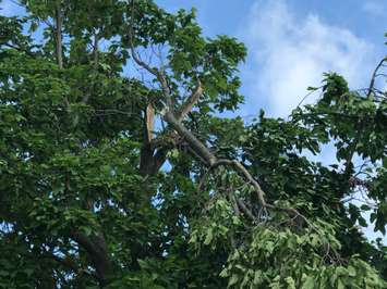 Storm damage at Brander Park. July, 2017 (Photo courtesy of St. Clair Township.)