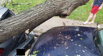 A large tree fell between two cars on Moy Avenue in Windsor causing damage, June 10, 2020. (Photo courtesy of Justin Prince)