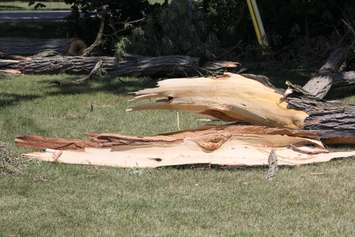 The aftermath of a storm in Kent Bridge has left trees twisted and debris scattered at Tina Pinto's house. (Photo by Michael Hugall) 