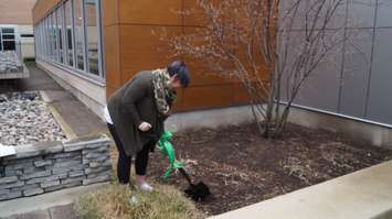 Kidney transplant recipient Joanna Hayter took part in an earth-turning ceremony Thursday with her living donor Joanne Rivard. April 21, 2016 (BlackburnNews.com Photo by Briana Carnegie)