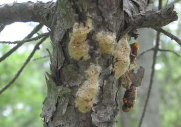 Gypsy moth egg masses.
(Photo labeled for reuse on Google courtesy of https://creativecommons.org/licenses/by/2.0)]