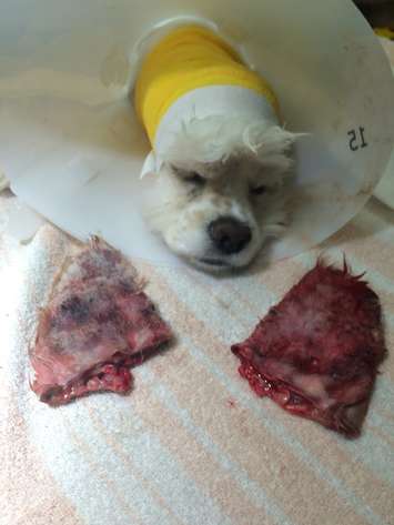 A photo of Deema.  (courtesy of the Windsor-Essex County Humane Society)