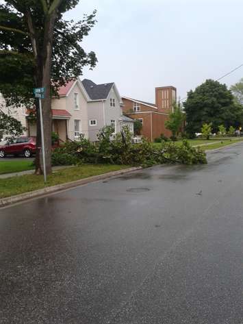 Tree brings down lines at Devine St. and John during storm July 18, 2015. Photo submitted by Will Larocque