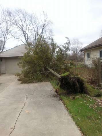 High winds uproot a tree in Windsor-Essex, November 24, 2014. (photo by Bonnie Westley Laporte)