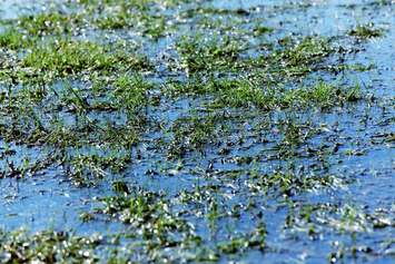 Puddle on grass. © Can Stock Photo / pahham
