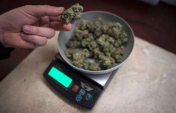 Marijuana is weighed at a medical marijuana dispensary, in Vancouver, Wednesday, Feb. 5, 2015. A new report from CIBC World Markets says Canada's federal and provincial governments could reap as much as $5 billion annually in tax revenues from the sale of legal marijuana. THE CANADIAN PRESS/Jonathan Hayward