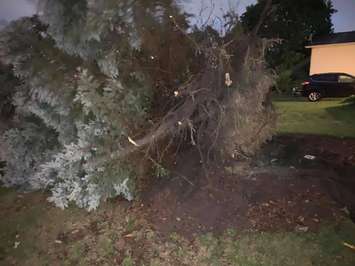 Uprooted tree September 22, 2021. BlackburnNews.com photo by Melanie Irwin. 